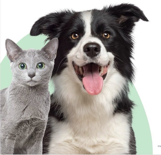 A happy border collie and a gray cat - dog walking and pet sitting in Clark County, WA
