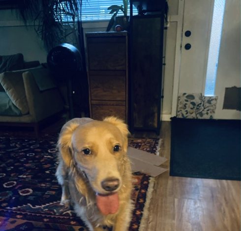 A golden retriever Carolyn walks, mid-greeting
